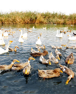重庆羞羞视频入口农产品配送有限公司_重庆农产品配送