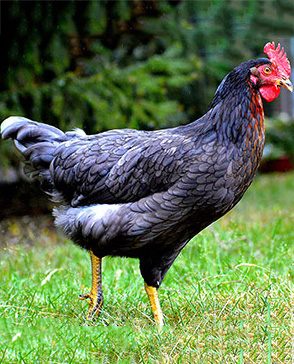 羞羞视频入口农产品配送,重庆农产品配送,重庆土鸡,重庆土鸭,重庆农家乐,羞羞视频网页版配送,重庆羞羞视频网页版配送,重庆羞羞网站在线播放配送,羞羞网站在线播放配送公司,重庆肉禽.重庆配送公司.重庆富民农场 羞羞视频入口农产品配送,重庆农产品配送,重庆土鸡,重庆土鸭,重庆农家乐,羞羞视频网页版配送,重庆羞羞视频网页版配送,重庆羞羞网站在线播放配送,羞羞网站在线播放配送公司,重庆肉禽.重庆配送公司.重庆富民农场