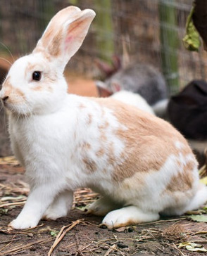 羞羞视频入口农产品配送,重庆农产品配送,重庆土鸡,重庆土鸭,重庆农家乐,羞羞视频网页版配送,重庆羞羞视频网页版配送,重庆羞羞网站在线播放配送,羞羞网站在线播放配送公司,重庆肉禽.重庆配送公司.重庆富民农场 羞羞视频入口农产品配送,重庆农产品配送,重庆土鸡,重庆土鸭,重庆农家乐,羞羞视频网页版配送,重庆羞羞视频网页版配送,重庆羞羞网站在线播放配送,羞羞网站在线播放配送公司,重庆肉禽.重庆配送公司.重庆富民农场