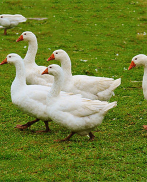 羞羞视频入口农产品配送,重庆农产品配送,重庆土鸡,重庆土鸭,重庆农家乐,羞羞视频网页版配送,重庆羞羞视频网页版配送,重庆羞羞网站在线播放配送,羞羞网站在线播放配送公司,重庆肉禽.重庆配送公司.重庆富民农场 羞羞视频入口农产品配送,重庆农产品配送,重庆土鸡,重庆土鸭,重庆农家乐,羞羞视频网页版配送,重庆羞羞视频网页版配送,重庆羞羞网站在线播放配送,羞羞网站在线播放配送公司,重庆肉禽.重庆配送公司.重庆富民农场