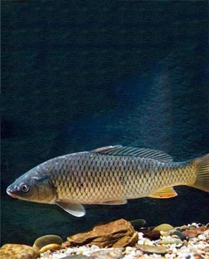 重庆羞羞视频入口农产品配送有限公司_重庆农产品配送