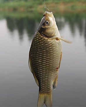 重庆羞羞视频入口农产品配送有限公司_重庆农产品配送