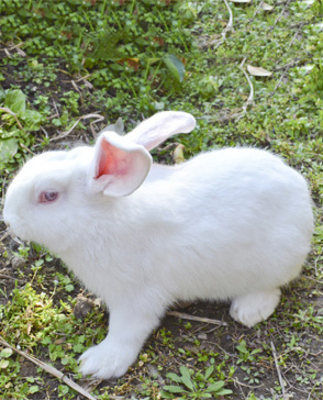 重庆羞羞视频入口农产品配送有限公司_重庆农产品配送