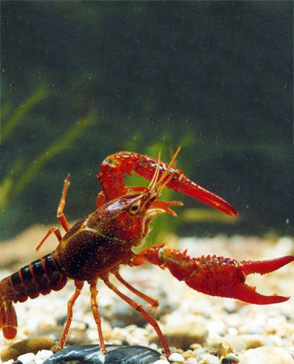 羞羞视频入口农产品配送,重庆农产品配送,重庆土鸡,重庆土鸭,重庆农家乐,羞羞视频网页版配送,重庆羞羞视频网页版配送,重庆羞羞网站在线播放配送,羞羞网站在线播放配送公司,重庆肉禽.重庆配送公司.重庆富民农场 羞羞视频入口农产品配送,重庆农产品配送,重庆土鸡,重庆土鸭,重庆农家乐,羞羞视频网页版配送,重庆羞羞视频网页版配送,重庆羞羞网站在线播放配送,羞羞网站在线播放配送公司,重庆肉禽.重庆配送公司.重庆富民农场