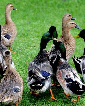 羞羞视频入口农产品配送,重庆农产品配送,重庆土鸡,重庆土鸭,重庆农家乐,羞羞视频网页版配送,重庆羞羞视频网页版配送,重庆羞羞网站在线播放配送,羞羞网站在线播放配送公司,重庆肉禽.重庆配送公司.重庆富民农场 羞羞视频入口农产品配送,重庆农产品配送,重庆土鸡,重庆土鸭,重庆农家乐,羞羞视频网页版配送,重庆羞羞视频网页版配送,重庆羞羞网站在线播放配送,羞羞网站在线播放配送公司,重庆肉禽.重庆配送公司.重庆富民农场