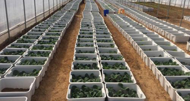 重庆农家乐_重庆家禽配送_重庆羞羞视频网页版配送_重庆小龙虾垂钓