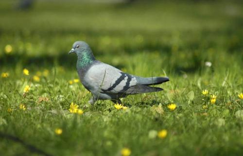 重庆羞羞视频入口农产品配送有限公司_重庆农产品配送